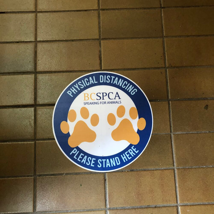 Custom floor decals for the BCSPCA designed, printed and installed by Blast Media Print