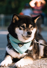 Custom Bandanas